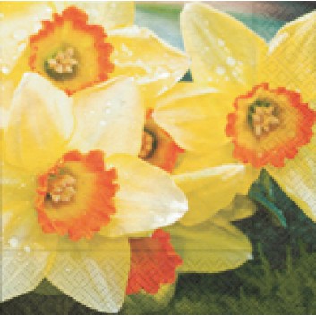  Paper + Design Servietten - ANGEBOT; 33 x 33 cm; Fresh daffodils (Osterglocken/Narzissen); gelb-grün; 21406; 3-lagig; 1/4-Falz (quadratisch) 