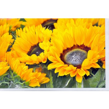 Skorpion Glückwunschkarte; 115 x 175 mm; ohne Text; Fotomotiv: Sonnenblumen; Ku: weiß, naßklebend, Spitzklappe; Querformat; 491850 