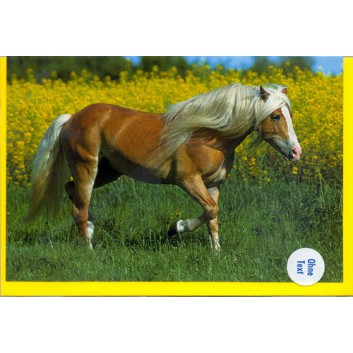  Horn Glückwunschkarte; 115 x 175 mm; ohne Text - Tiere; Fotomotiv: Pferd auf Blumenwiese; Ku: gelb, naßklebend, Spitzklappe; Querformat; 49H7244 