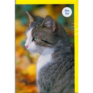  Horn Glückwunschkarte; 115 x 175 mm; ohne Text - Tiere; Fotomotiv: Profilbild getigerte Katze; Ku: gelb, naßklebend, Spitzklappe; Querformat 