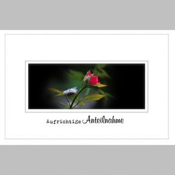  Skorpion Trauerkarte; 175 x 115 mm; Aufrichtige Anteilnahme; Fotomotiv: Rote Rose; Ku: grau, naßklebend, Spitzklappe; Querformat; 81sk3093 