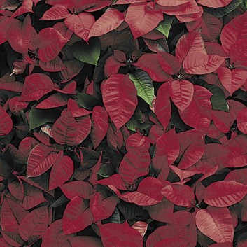  Paper + Design Weihnachts-Servietten; 33 x 33 cm; Red Florals: Fotomotiv Weihnachtssterne; rot-dunkelgrün; #193346; 3-lagig; 1/4 Falz (quadratisch) 